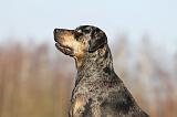 CATAHOULA 024